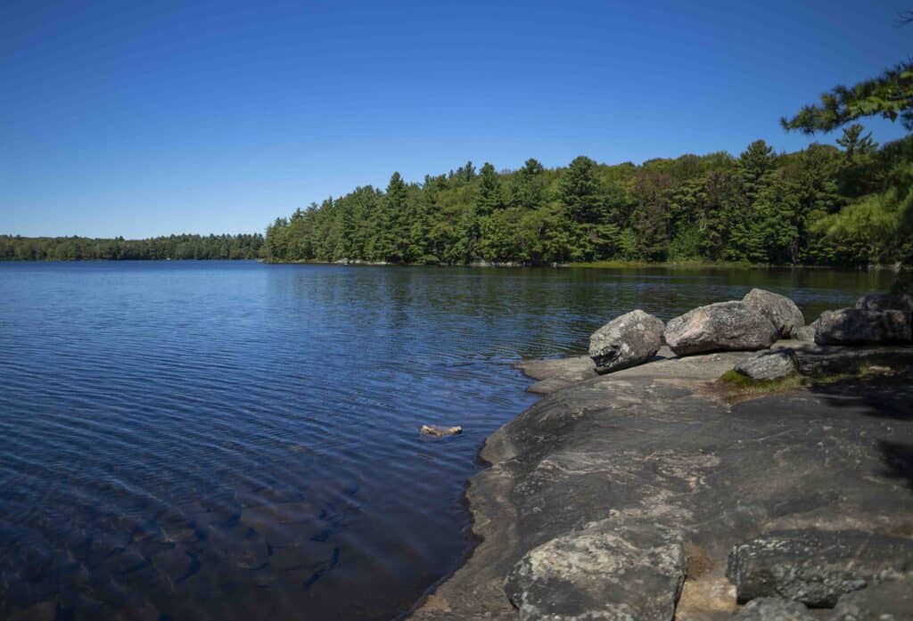 Calm waters at Hardy Lake in Muskoka, with smooth Canadian Shield rock along the shoreline and a dense forest of pine and mixed trees in the background under a clear blue sky.
