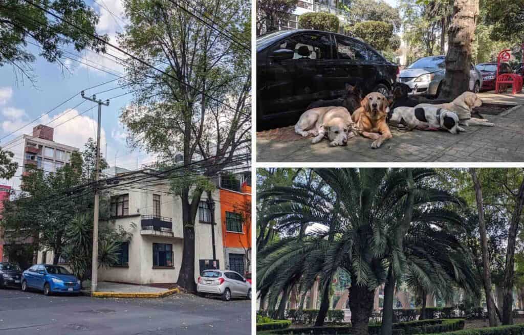 Images of palm trees, colourful buildings, and dogs in the neighbourhood La Condesa in Mexico City