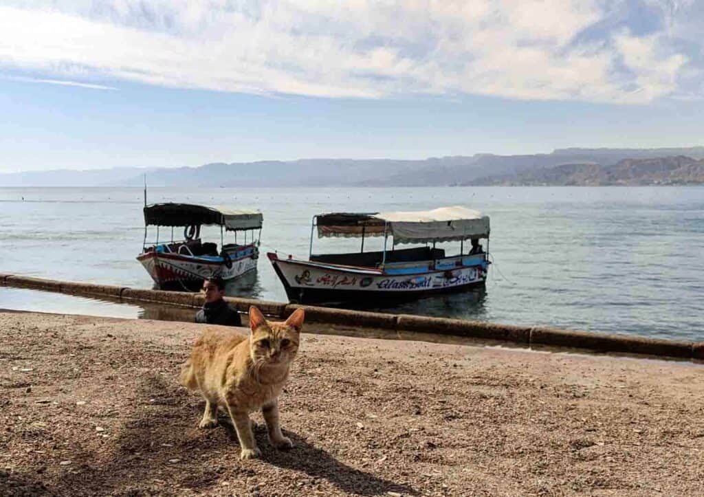 A cat looking into the camera with boats and the Red Sea behind it, in Aqaba, Jordan