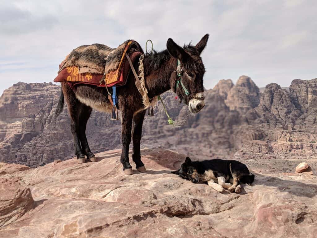 A donkey standing with a small dog sleeping on a rock next to him, in Petra Jordan