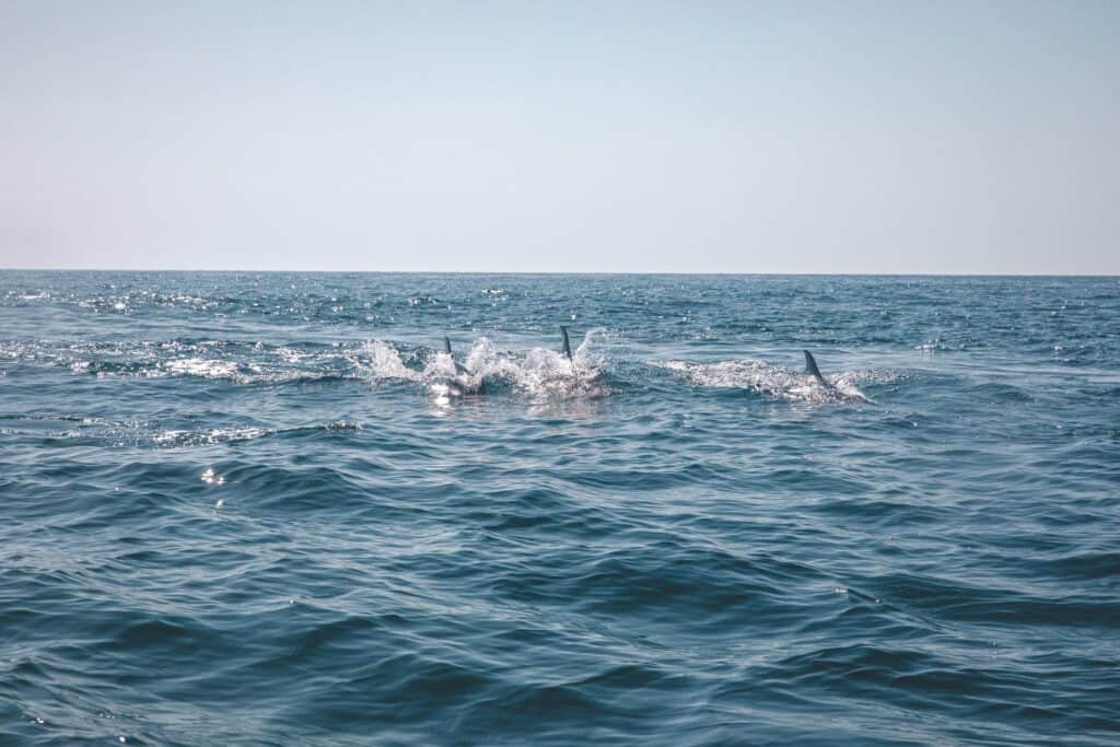 blue ocean with the fins of dolphins sticking out of the water in the distance