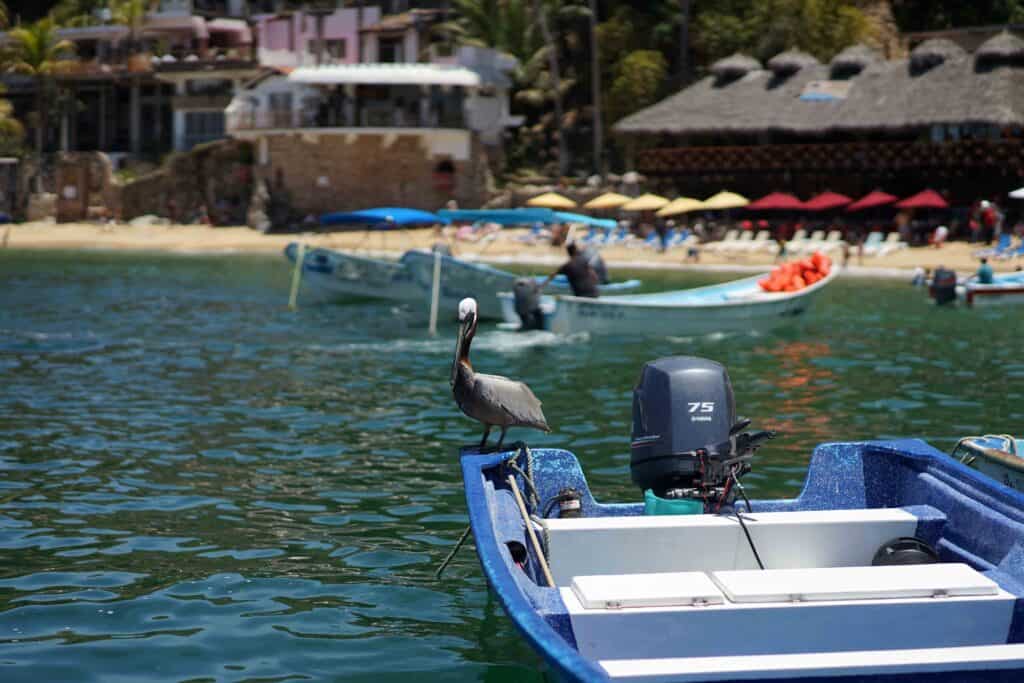 Brown pelican perched on the edge of a small blue motorboat floating in calm green water, with beach restaurants and other boats in the background.