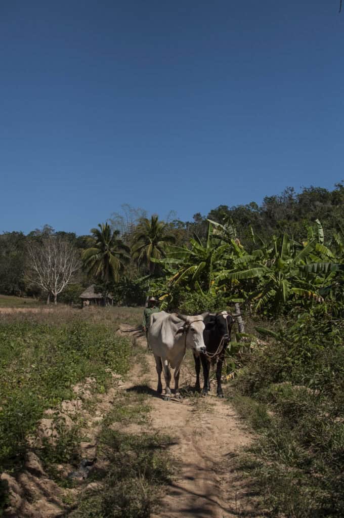Two cow standing in a field surrounded by palms and blue skies.