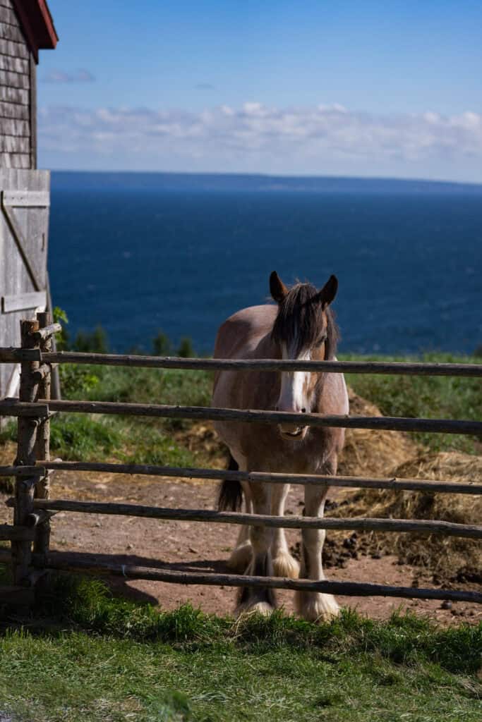 a brown horse with a white nose looking into the camera with a blue lake in the distance behind it