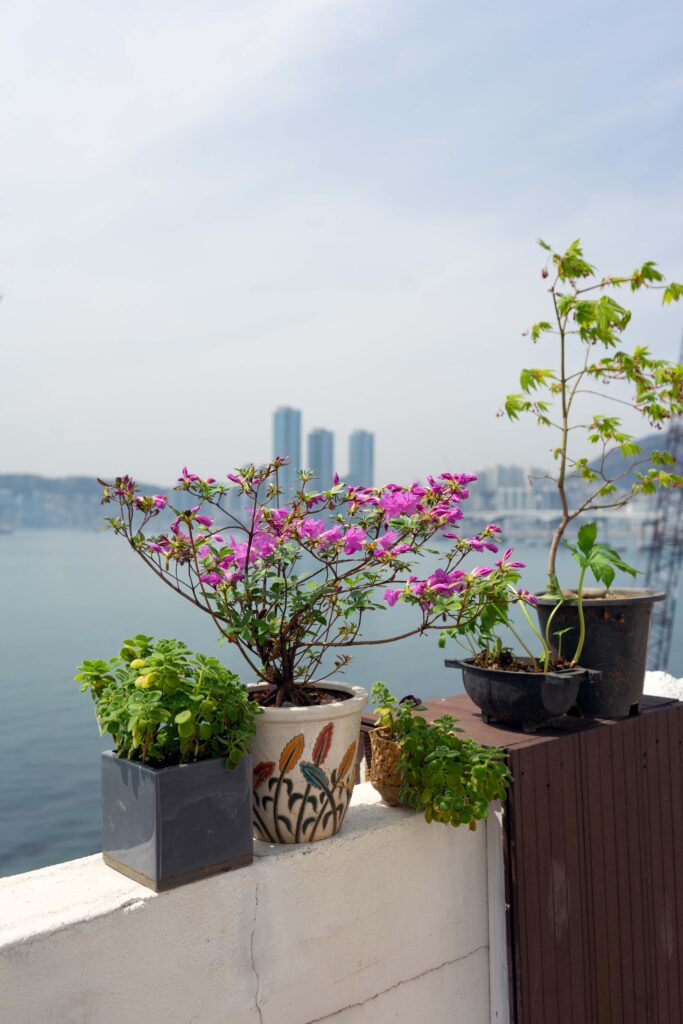 decorative flower pots with plants growing out of them on a ledge in Huinnyeoul Culture Village