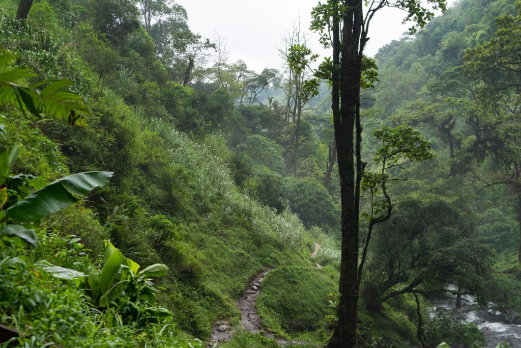 Narrow hiking trail through dense green forest on the hike to Materuni Waterfalls near Moshi, Tanzania.