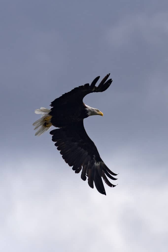 an eagle with its wings spread flying through a grey sky