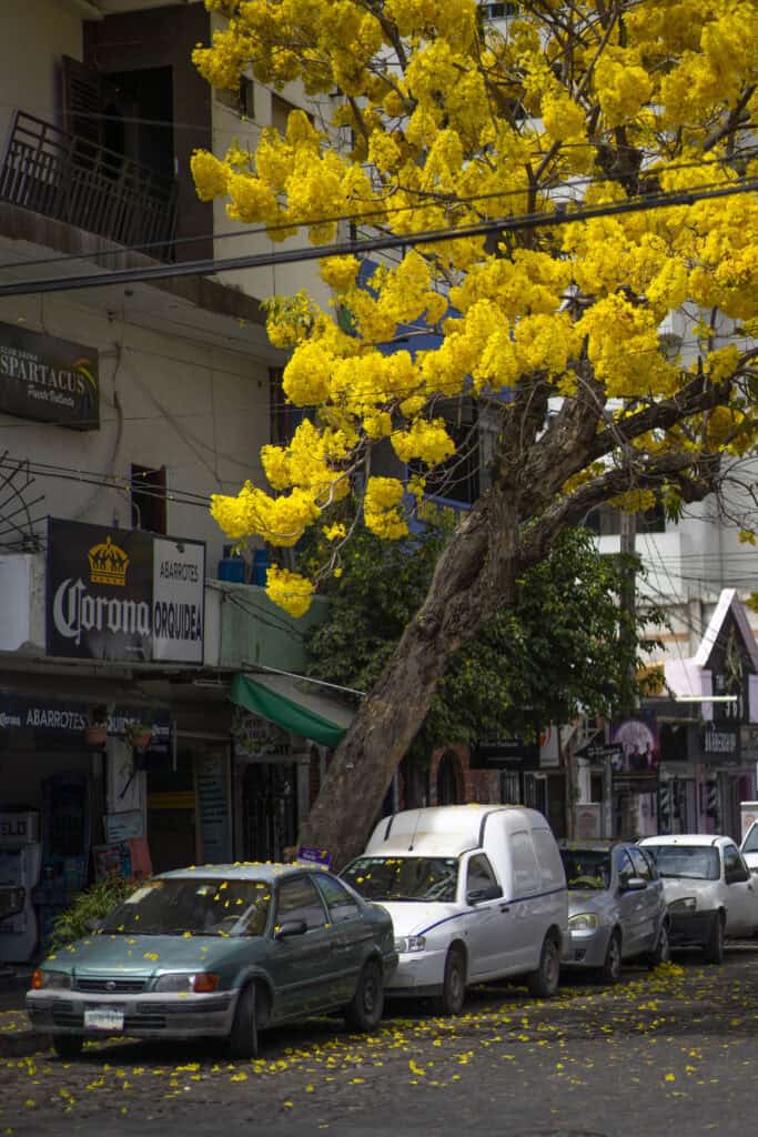 a tree on a street in Puerto Vallarta with yellow flowers blooming, and cars parked below it