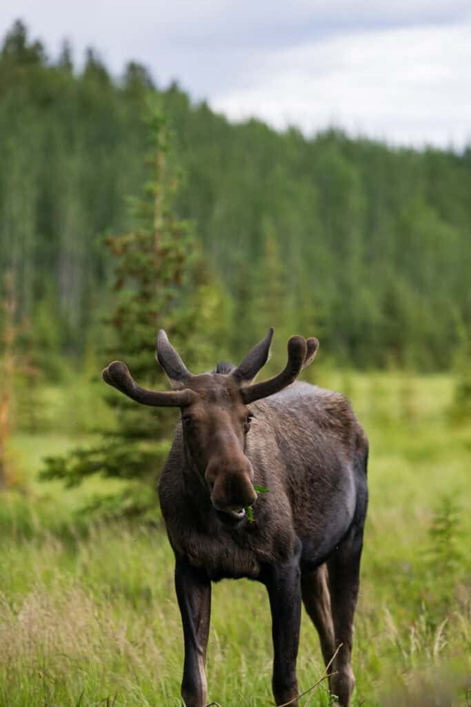 a moose with small antlers, chewing on some greenery while looking into the camera