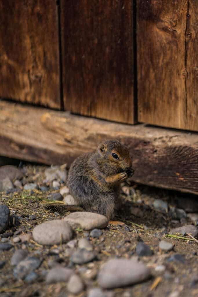 an arctic ground squirrel chewing on some food
