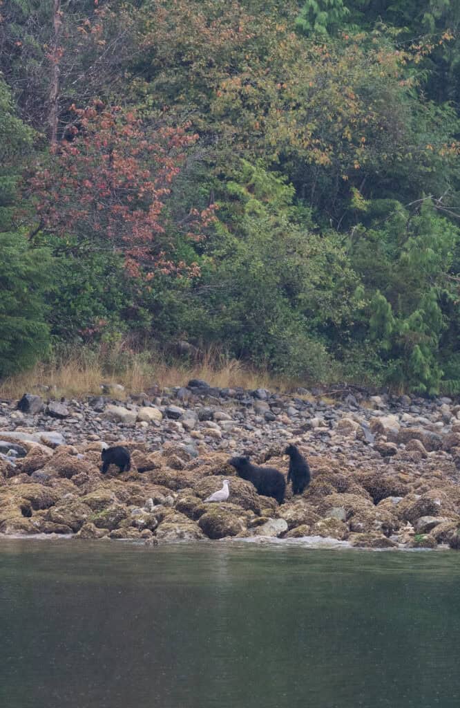 A family of black bears on the coast of Vancouver Island, looking for food.