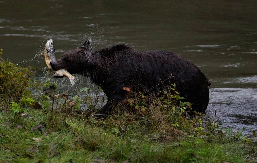 A grizzly bear walking out of a river with a freshly caught salmon in it's mouth