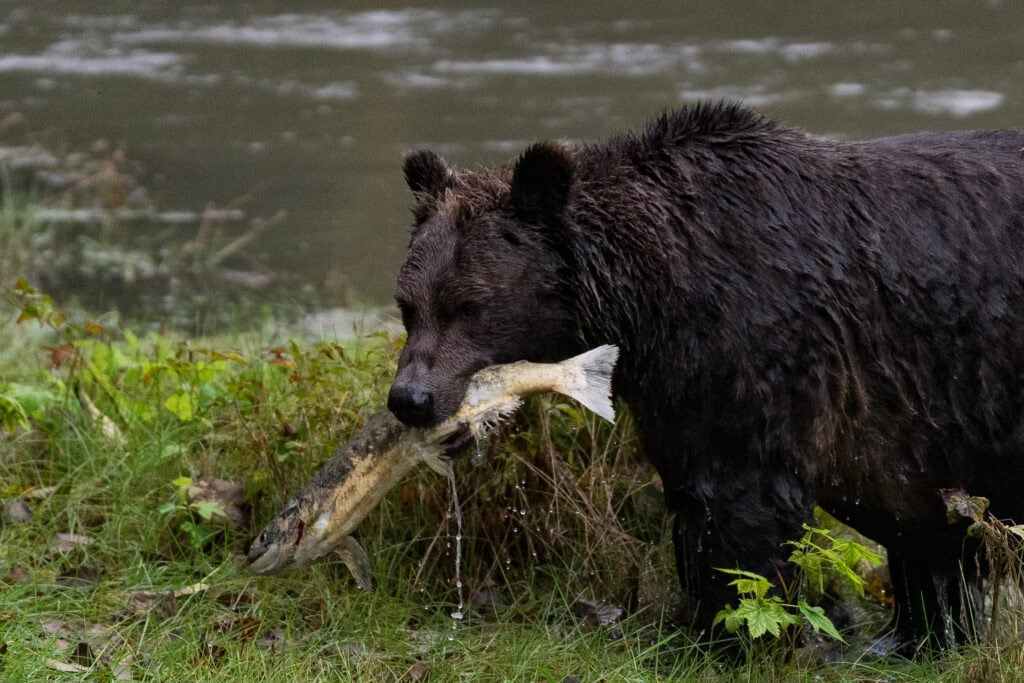 A female grizzly with a freshly caught salmon in her mouth, in Toba Inlet.