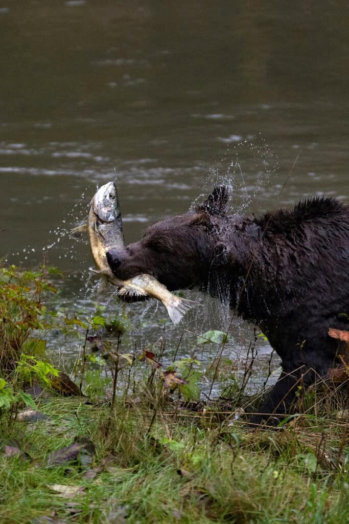 A female grizzly bear shaking a freshly caught salmon as she walks out of a river back onto land.