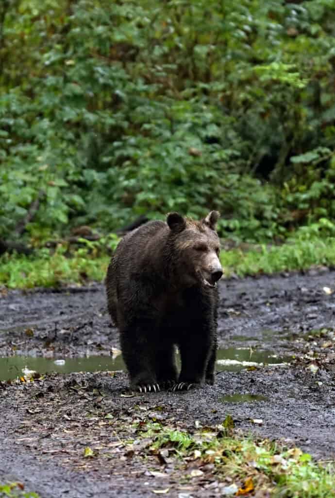 A male grizzly bear standing still in the woods in Toba Inlet.