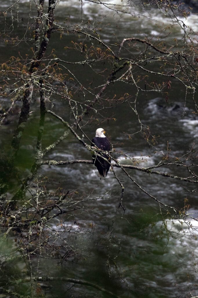 Bald eagle perched on a tree branch above a flowing river in a forested area.