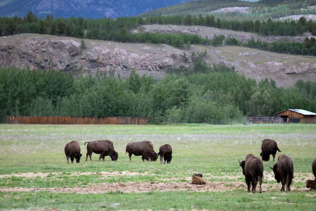 Plains bison grazing in a wide grassy enclosure at the Yukon Wildlife Preserve, with forested hills and rocky cliffs in the background.