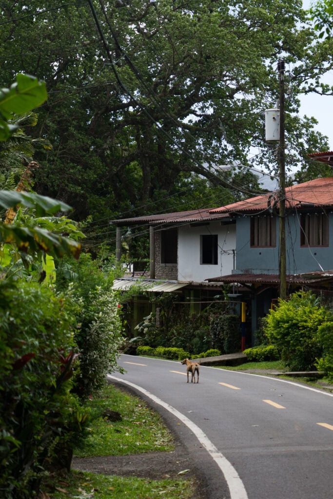 Curving road lined with lush greenery and modest homes in El Valle, with a dog standing in the middle of the street.