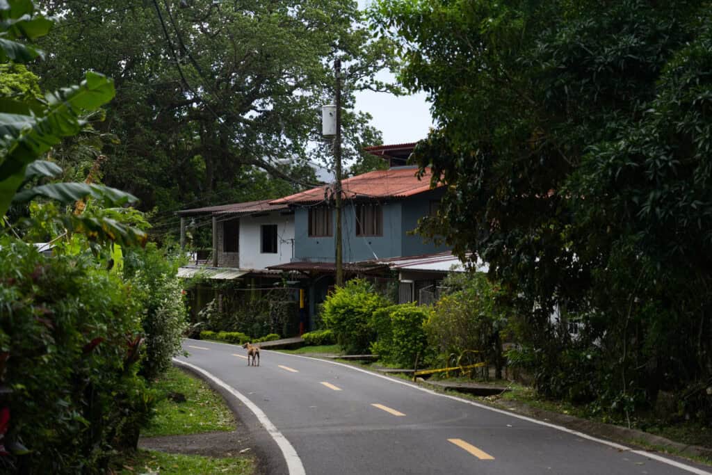 A quiet road lined with lush tropical greenery and homes in El Valle de Anton, Panama, with a dog standing in the middle of the street.