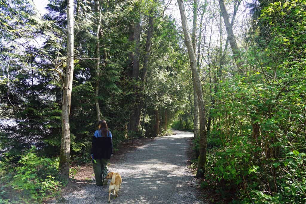 Person walking a dog along a shaded gravel trail lined with tall trees and dense greenery in Port Moody, with sunlight filtering through the forest canopy.