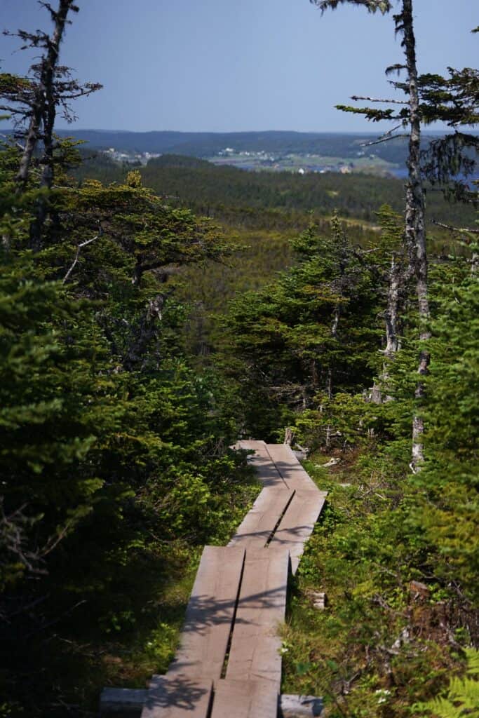 Wooden boardwalk winding through boreal forest on the Skerwink Trail, with views across Trinity Bay in Newfoundland and Labrador.
