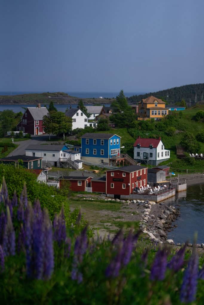 Colourful waterfront buildings and historic homes in Trinity, Newfoundland and Labrador, with purple lupines blooming in the foreground.