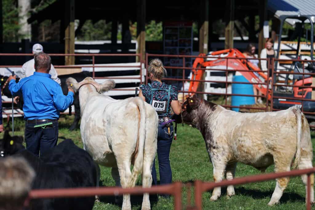 Cattle handlers showing cows in a livestock competition at the Hymers Fall Fair near Thunder Bay, Ontario.