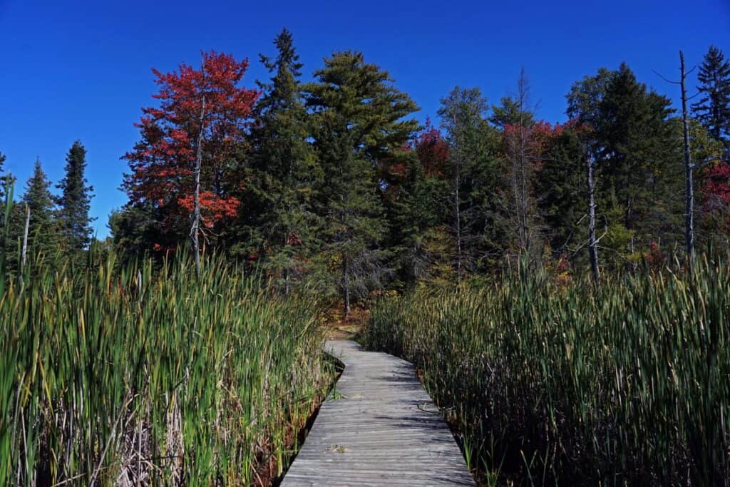 Wooden boardwalk winding through tall reeds and wetland forest with red and orange fall foliage at Laurier Woods Conservation Area in North Bay, Ontario.
